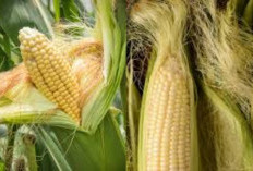 Rambut Jagung, Si Limbah Bernutrisi Tinggi Untuk Kesehatan Tubuh Jauh Lebih Sehat!