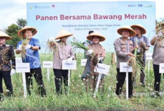 Polsek Dempo Utara Hadiri Panen Raya Bawang Merah