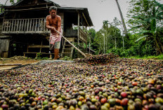 Petani Kopi Simpan Hasil Panen dalam Karung