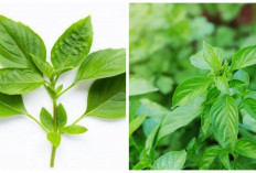Ketahui! Inilah 7 Manfaat Daun Kemangi untuk Kesehatan