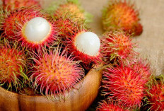 5 Manfaat Buah Rambutan Untuk Sistem Kekebalan Mendukung Daya Tahan Tubuh