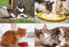 Jangan Salah Pilih Makanan, Inilah 4 Cara Ampuh Untuk Menggemukkan Kucing Kesayangan Anda