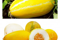 Khasiat Luar Biasa Timun Suri untuk Tubuh yang Jarang Diketahui, Benarkah Bisa Detoks Racun?