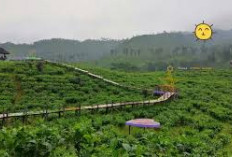 Wajib Dikunjungi, Ini Pesona Keindahan Gunung Gambir