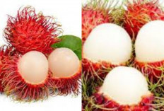 Kaya Nutrisi, Inilah Deretan Manfaat Buah Rambutan untuk Kesehatan dan Kecantikan