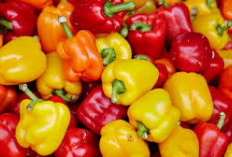 Pencernaan Sehat dengan Paprika, Yuk Intip 5 Serat Alami Untuk Fungsi Usus yang Baik