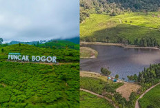 Berkunjung ke Bogor? Yuk Singgahi Ketenangan dan Keindahan Alam Puncak Pass yang Memukau