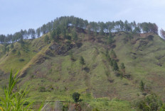  Inilah Deretan Hutan Paling Angker di Sumatera, Salahsatunya Ada di Sumatera Selatan, Ini Penjelasannya!