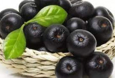 Kulit Cerah dan Sehat, Yuk Simak Ini 5 Manfaat Acai Berry Untuk Kesehatan Kulit