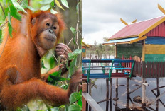 Tempat Wisata Palangkaraya Kalimantan Tengah, Wajib Kalian Kunjungi!