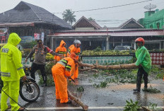 Cuaca Ekstrem, Pohon Tumbang Tutupi Jalan