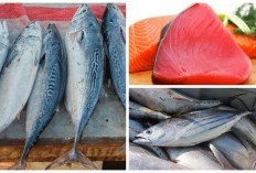 Bukan main! Inilah 4 Manfaat Ikan Tuna bagi Kesehatan Tubuh