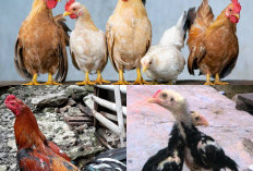Mengatasi Ayam Bangkok Betina yang Enggan Bertelur, Penyebab dan Solusinya!