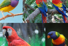 Burung-burung Eksotis dengan Warna-warni Spektakuler!
