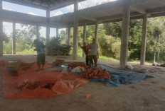 Semangat Idul Adha di Dusun Rempasai, 25 Hewan Qurban Disembelih