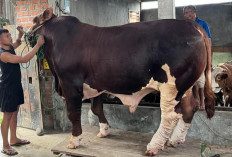 Sapi Raksasa Presiden Jadi Perhatian Warga