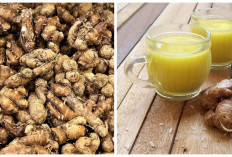 Wajib Kalian Coba! Ini Dia Manfaat Kencur bagi Kesehatan Tubuh