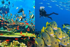  Destinasi Tempat Wisata Diving di Indonesia yang Telah Mendunia!