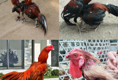 Perawatan Ayam Bangkok dengan Kaki Pengkor, Panduan Lengkap!