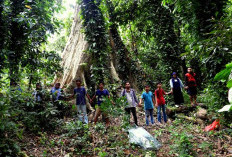 Ini Misteri Hutan di Sulawesi yang Tenggelam dalam Keajaiban Alam, Ada Apa?