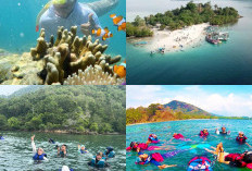 Eksplorasi Keanekaragaman Hayati Pulau Pahawang, Destinasi Snorkeling yang Menawan!