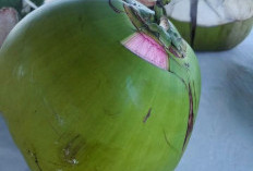 Kelapa Muda Jadi Primadona Berbuka Puasa