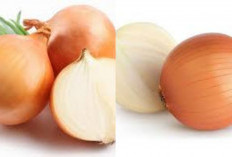 Rahasia Sehat di Dapur: 8 Manfaat Hebat Bawang Bombai Untuk Tubuh