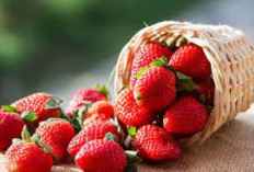 Tak Hanya Manis! Ini 5 Strawberry Kelezatan Buah Segar Dengan Manfaat Kesehatan Luar Biasa