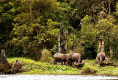 5 Rekomendasi Destinasi Wisata Menakjubkan di Sungai Penuh, Jambi