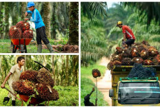 5 Negara Penghasil Kelapa Sawit Terbesar di Dunia