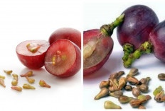Yuk Kenali! Ini Dia Manfaat Biji Anggur untuk Kesehatan