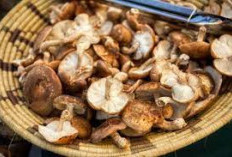 Jangan Dilewatkan! Menjelajahi 5 Manfaat Jamur Portobello Untuk Sistem Kekebalan Tubuh Anda