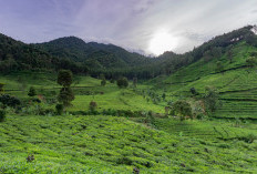 Petualangan Alam di Gunung Burangrang: Pesona dan Legenda yang Menggoda