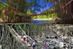 Jembatan Akar Pesisir Selatan Nyaris Putus? Segera Pulihkan Sebelum Hilang Pesonanya!