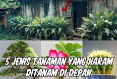 Jenis Tanaman yang Sebaiknya Tidak Ditanam di Depan Rumah