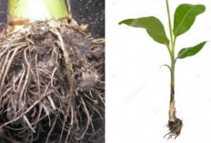 Jarang Diketahui! Akar Pohon Pisang Ternyata Menyimpan Banyak Khasiat