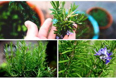 5 Manfaat Daun Rosemary sebagai Bumbu Masak