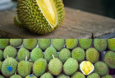 5 Jenis Durian Favorit di Indonesia, Dari Montong hingga Si Bolang!