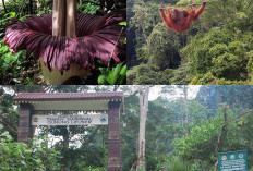 Flora dan Fauna di Taman Nasional Gunung Leuser, Kekayaan Alam yang Luar Biasa