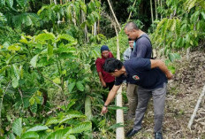 Warga Talang Darat Geger, Petani Lansia Ditemukan Tewas Tertimpa Bambu