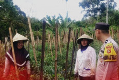 Dari Pekarangan ke Ketahanan Pangan, Aksi Nyata Polisi Bantu Warga Pagaralam