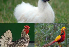 Menelusuri Ayam Hias Berharga dari Berbagai Penjuru Dunia!