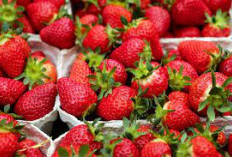 Tak Hanya Manis, Ini 5 Mengoptimalkan Imunitas Tubuh Keajaiban Nutrisi dari Buah Strawberry