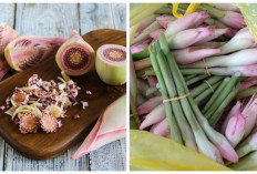 Jarang Diketahui!, Inilah 5 Manfaat Kecombrang untuk Kesehatan dan Cara Mengolahnya