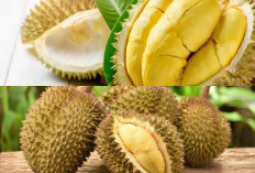 Masih Binggung? Inilah 5 Tips Memilih Durian Manis yang Sempurna