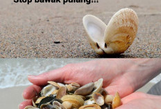 Taukah Kamu Ternyata Mengambil Kerang di Pantai Dilarang? Ini Alasannya!