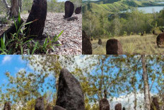 Wisata Alam dan Sejarah, Meresapi Keindahan Situs Megalitik Tutari di Sentul Jayapura!