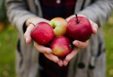 Penuh Nutrisi, Tanpa Lemak 5 Manfaat Buah Apel Sebagai Pilihan Sehat