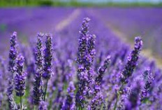 Apakah Bunga Lavender Cocok Untuk Didalam Ruangan? Ini Dia 5 Manfaat Menanam dan Merawat Lavender Dengan Baik