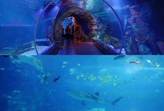 Yuk Intip Serunya Akuarium Raksasa dengan Dinding Digital yang Bikin Takjub
